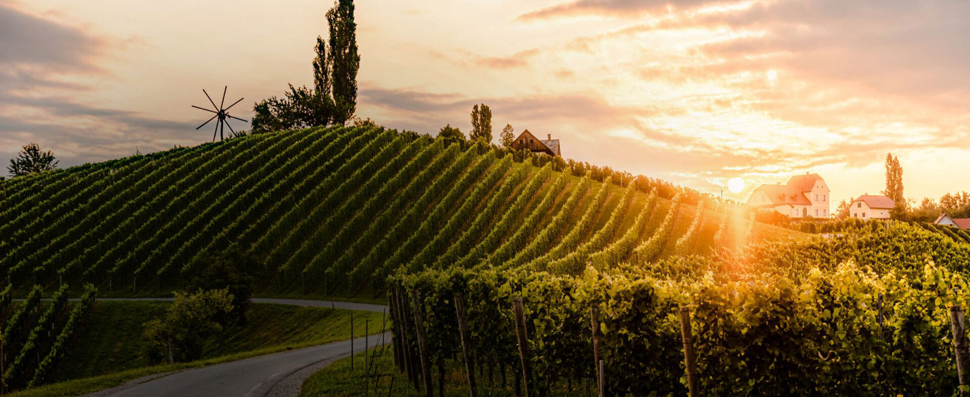 Headerbild - Online-Shop | Weingut in Leutschach